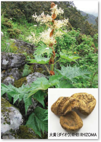 R.officinale Baillon（薬用大黄）