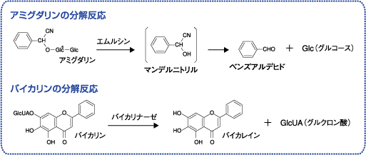 アミグダリン・バイカリンの分解反応