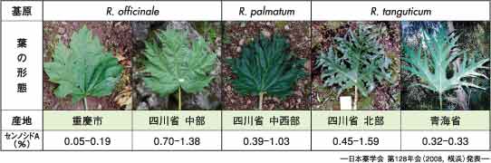 大黄の基原とその外部形態およびセンノシドＡ含量