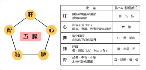 五臓