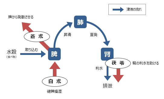 図1-4. 津液の流れと生薬の関係