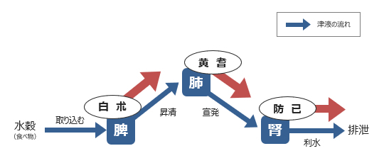 図3-4. 津液の流れを助ける防已黄耆湯の生薬